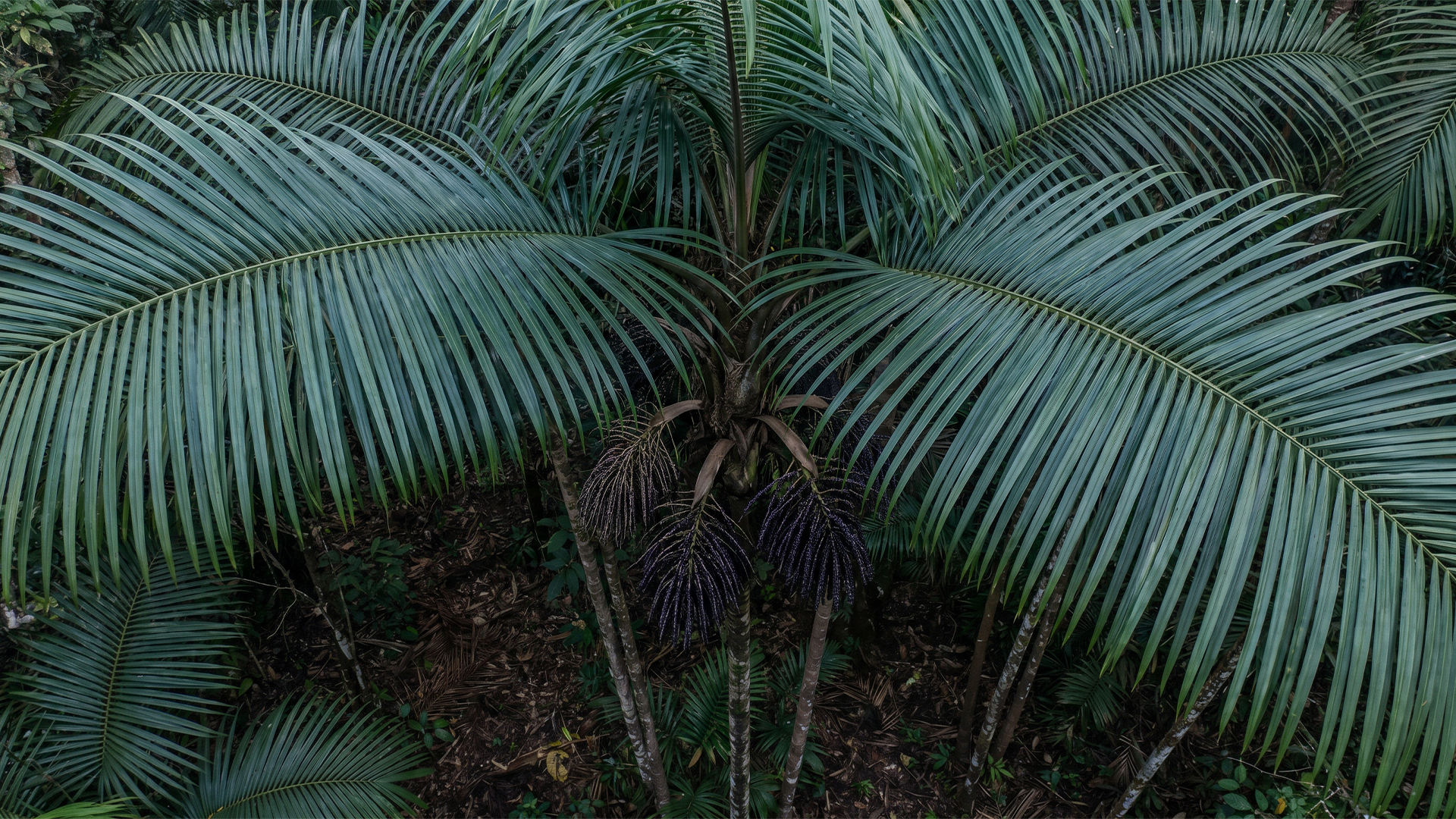 Palmeira de açaí em sistema agroflorestal