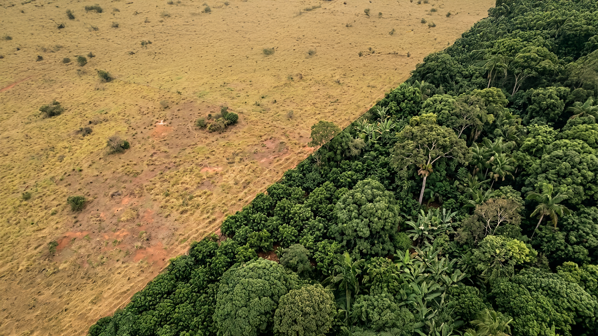 Floresta amazônica — vista aérea