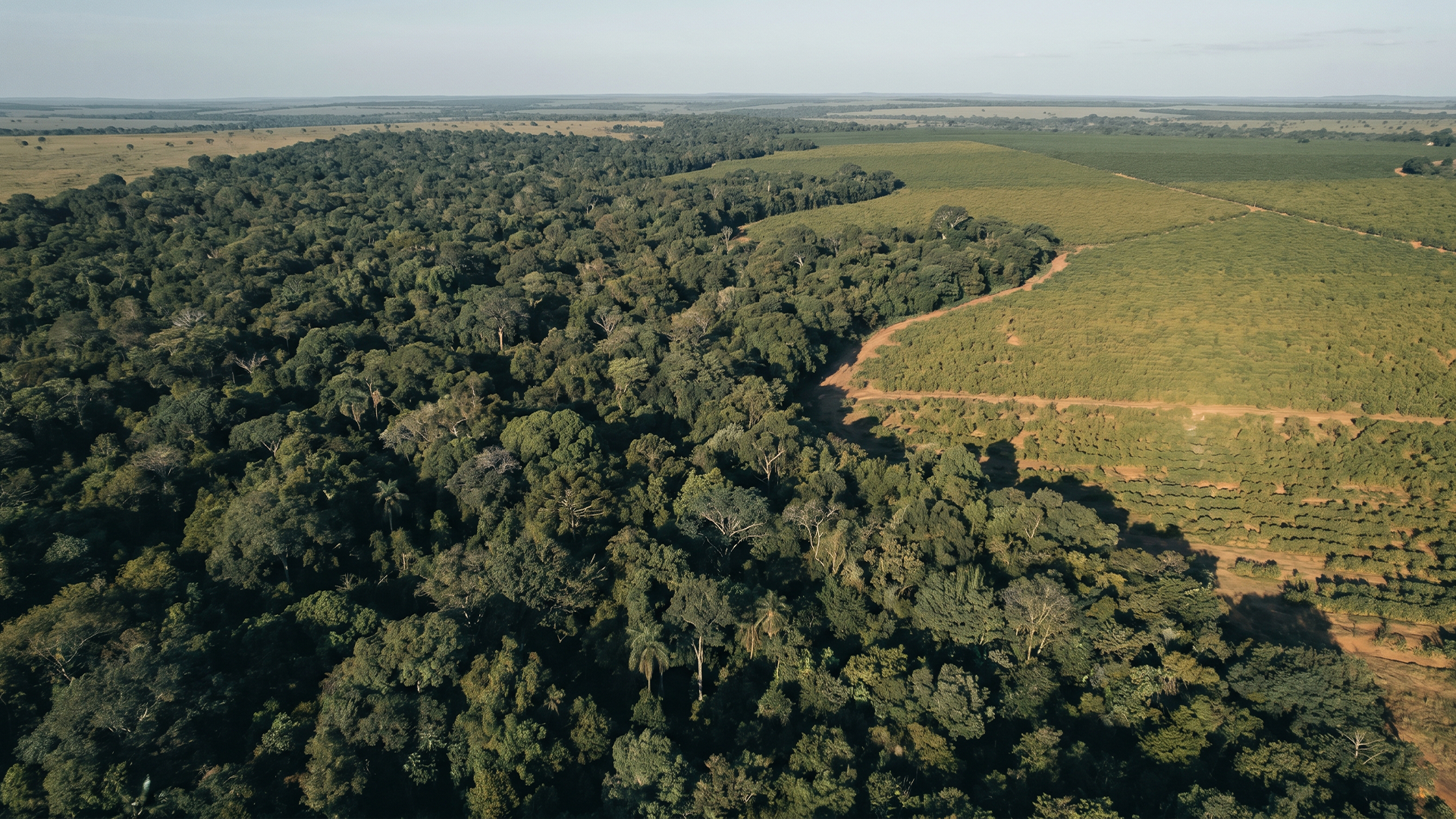 Mosaico florestal — vista aérea